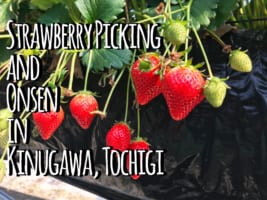 Kinugawa Onsen : Strawberry Picking and Onsen Trip!
