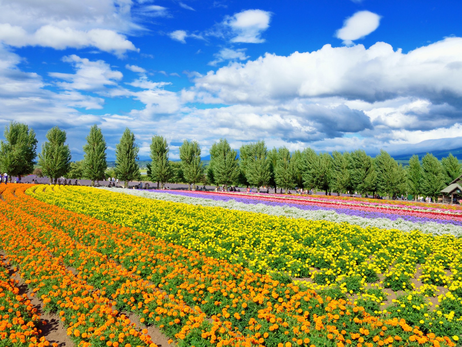 10 Best Hokkaido Tour and Activities Spring/Summer - Japan Web Magazine