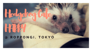 Cuteness Overload!! Hedgehog Cafe HARRY in Tokyo
