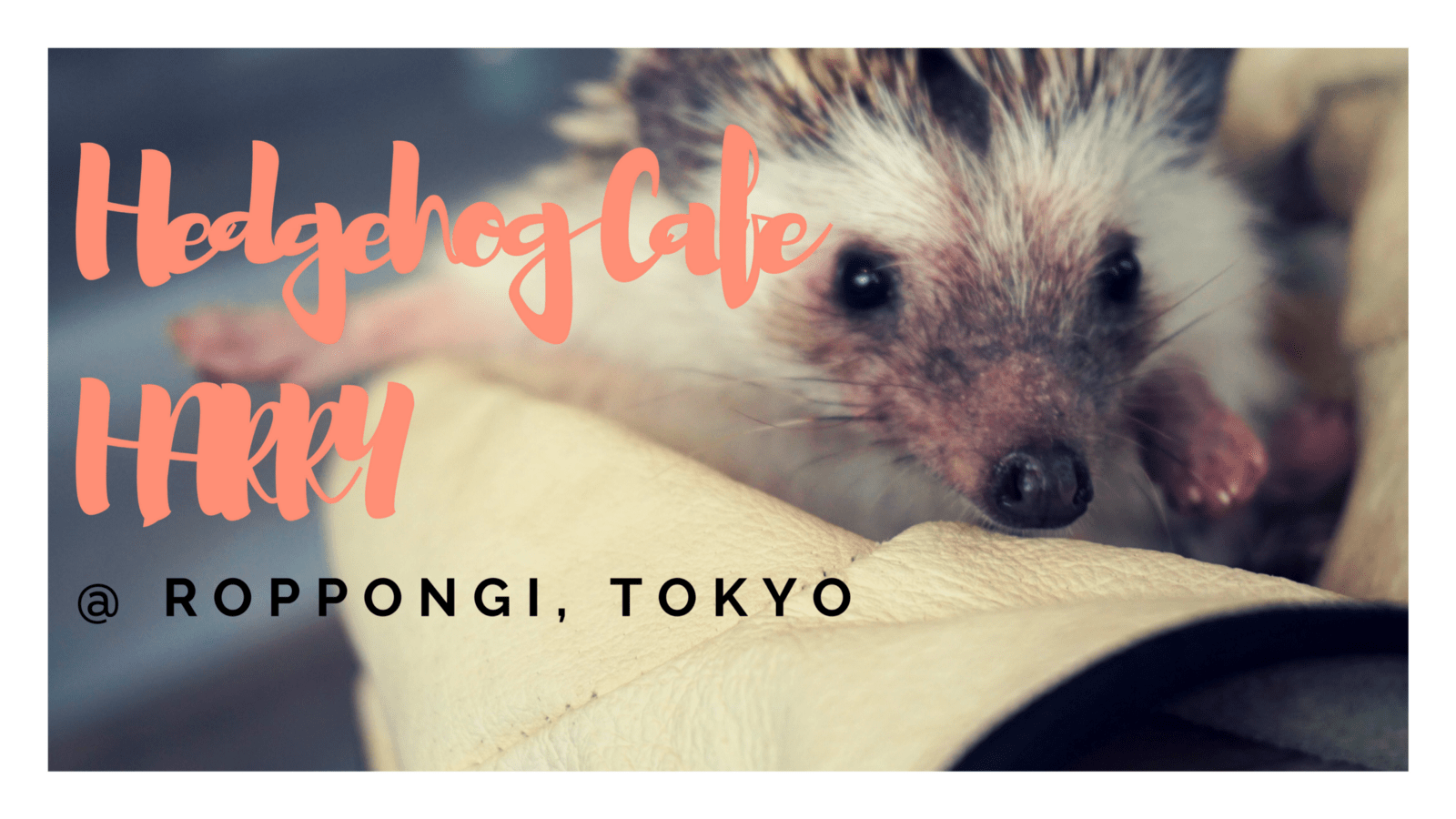 Cuteness Overload!! Hedgehog Cafe HARRY in Roppongi Tokyo