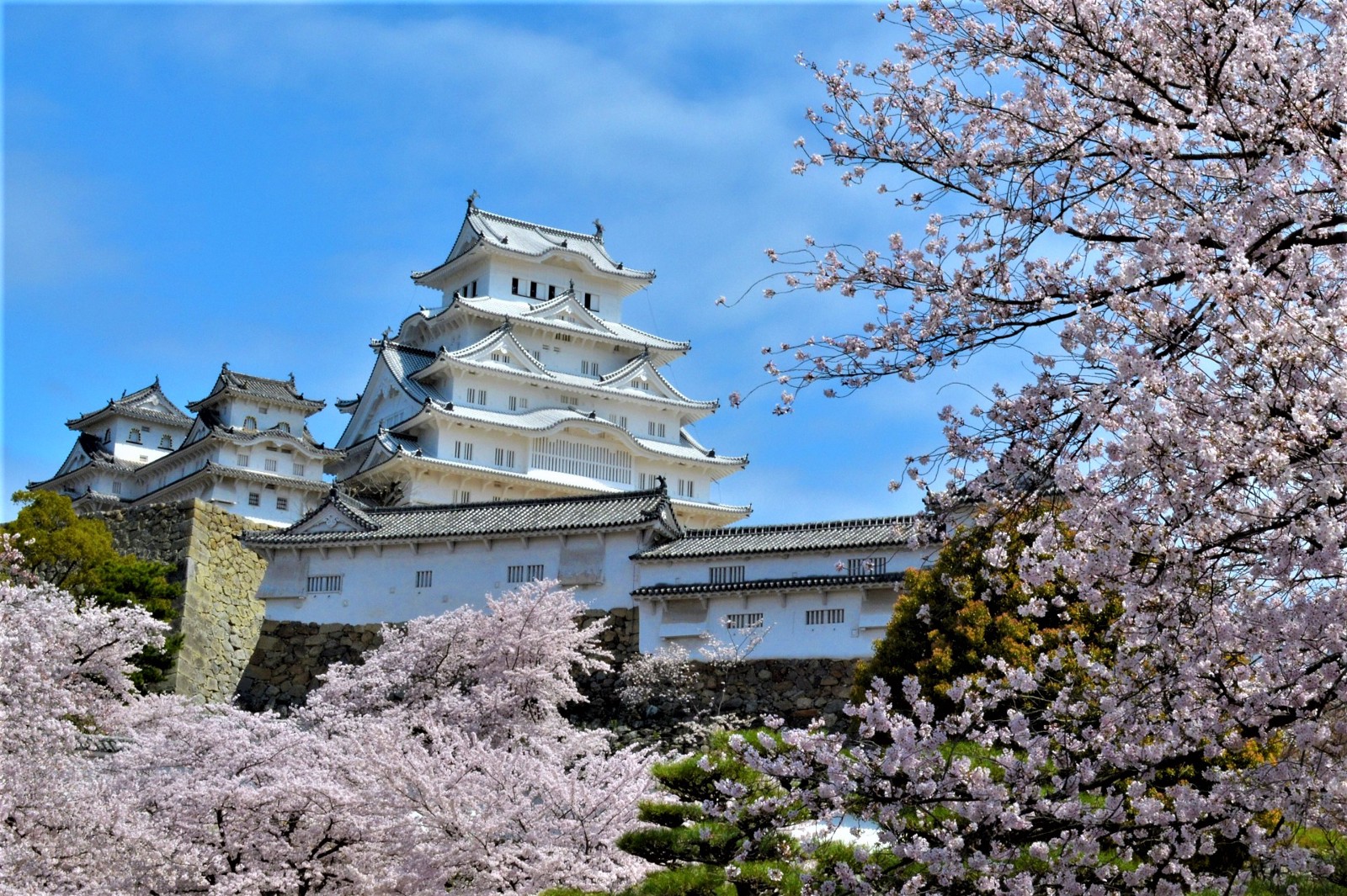 Die prachtvolle Burg Himeji mit Kirschblüten im Frühling