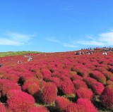 Kochia Carnival at Hitachi Seaside Park Autumn
