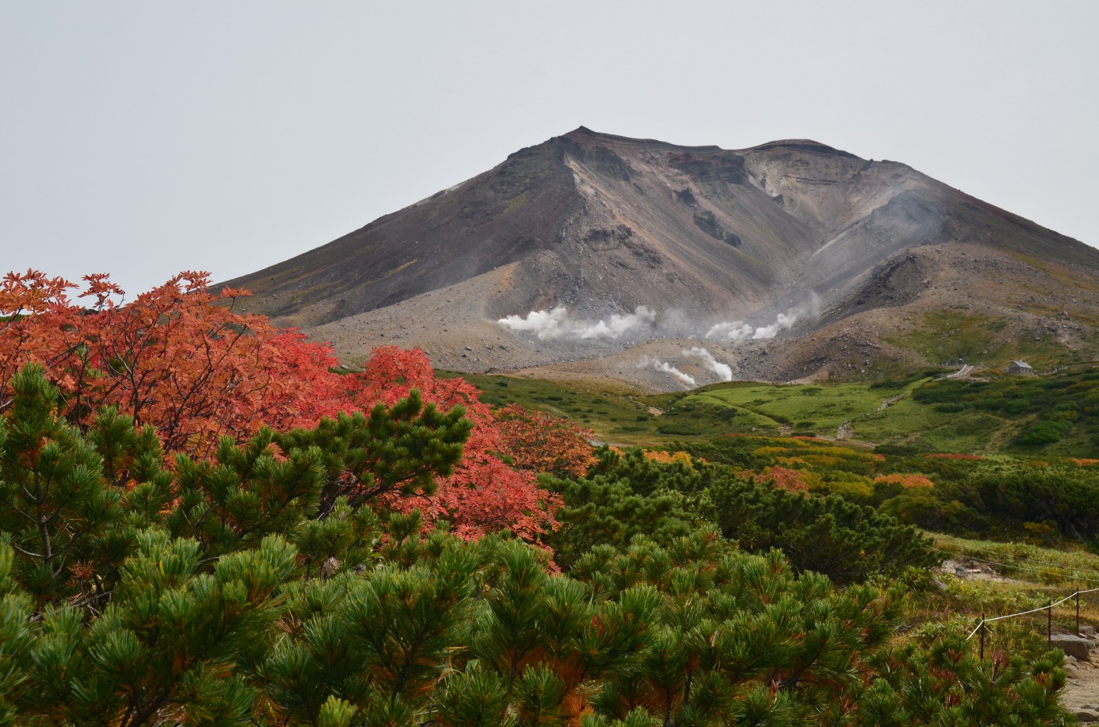 The first autumn leaves spotted at Mt Asahidake in Hokkaido