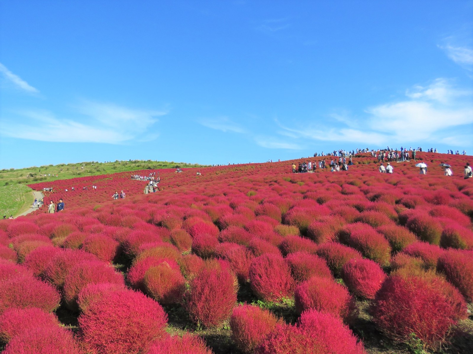 Red Kochia blooming in vivid red