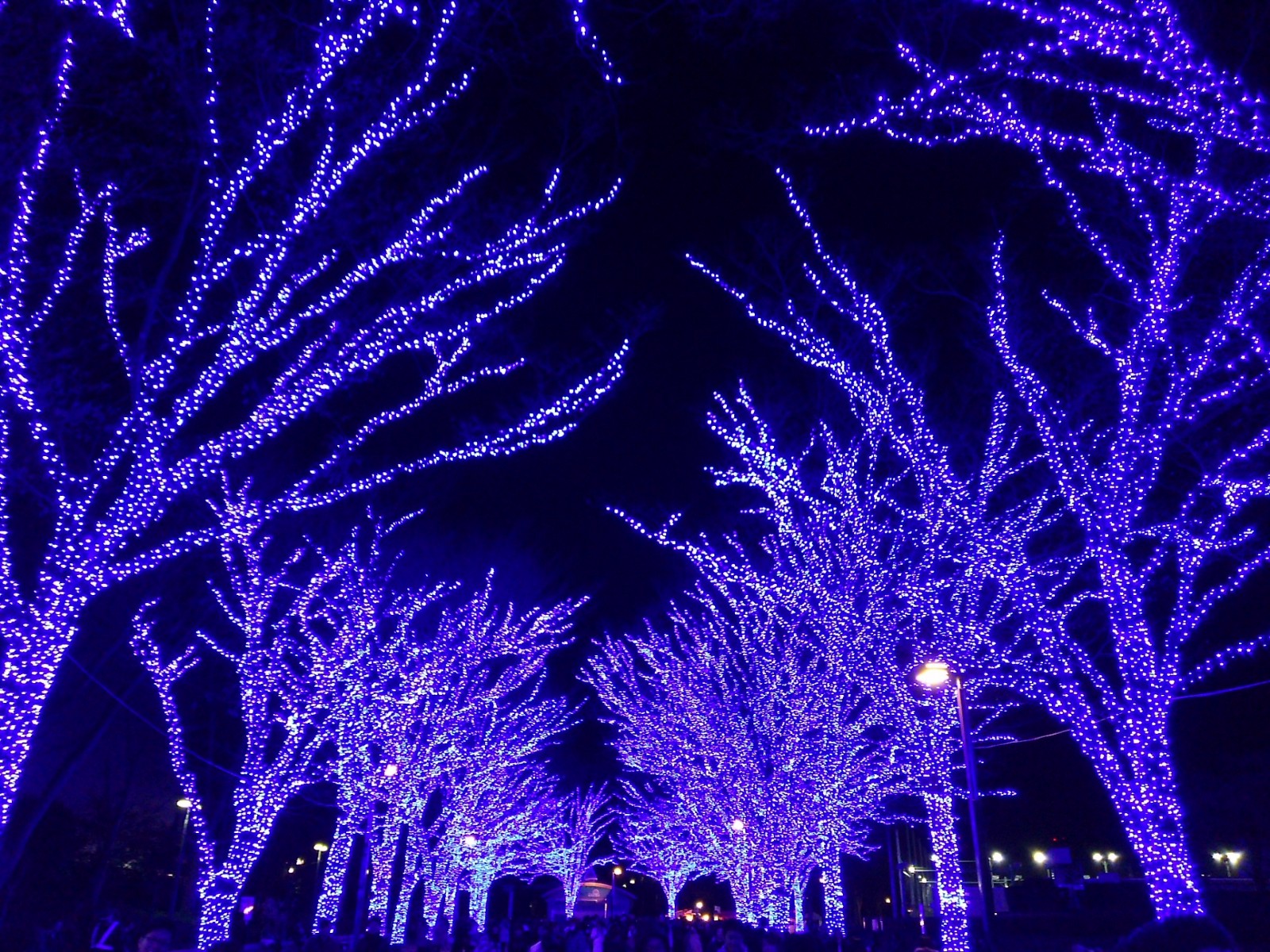 Winter Illumination: Popular city attraction in winter in Japan