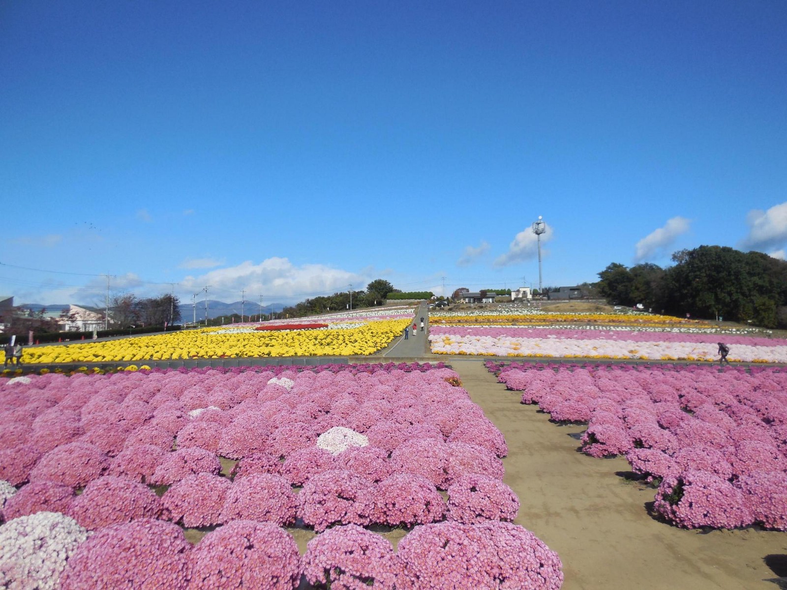6 MustVisit Flower Festivals around Tokyo in 2020 Autumn! Japan Web