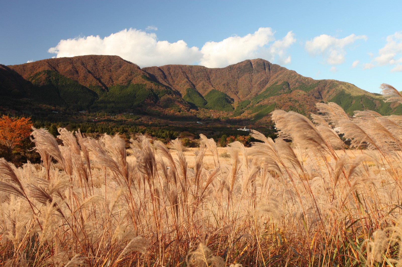 Hakone Sengokuhara Pampas Grass Field