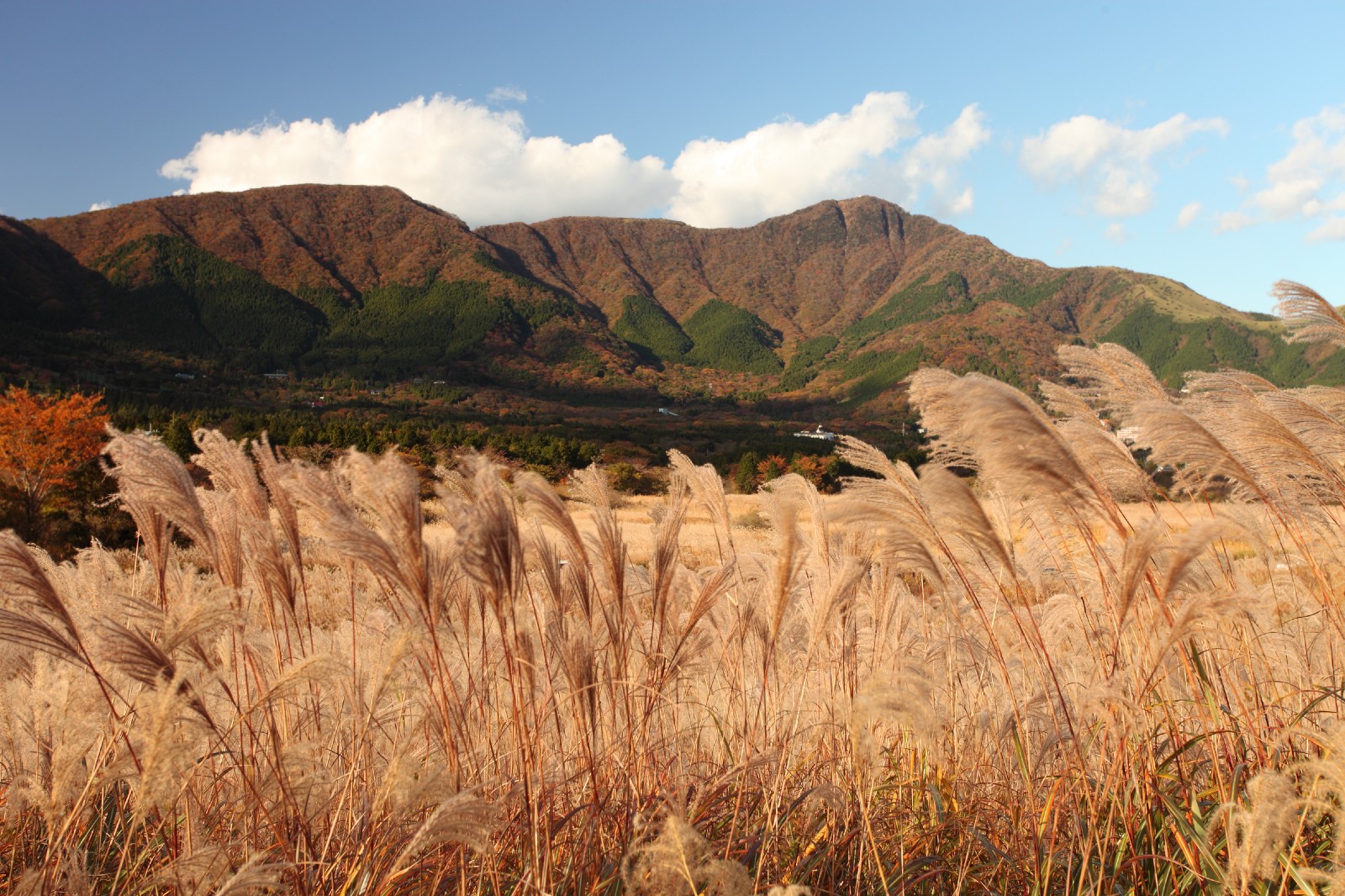 Japanese Pampas Grass