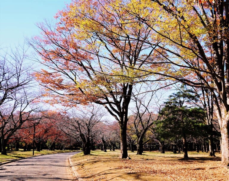 6 Must-Visit Flower Festivals around Tokyo in Autumn!