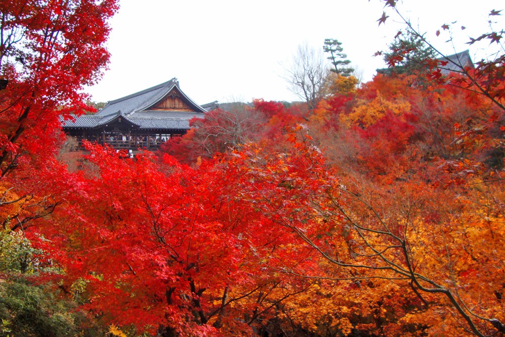 10 Best Autumn Leaves Spots in Kyoto 2020 - Japan Web Magazine