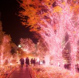 Shinjuku Winter Illumination 