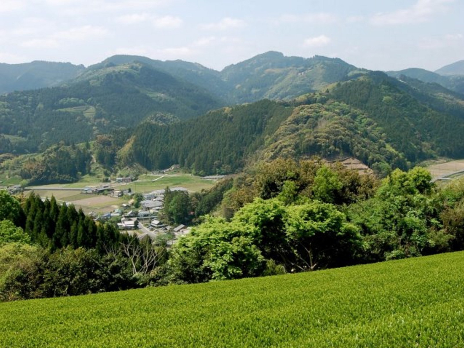 The green tea plantation in Shizuoka Prefecture