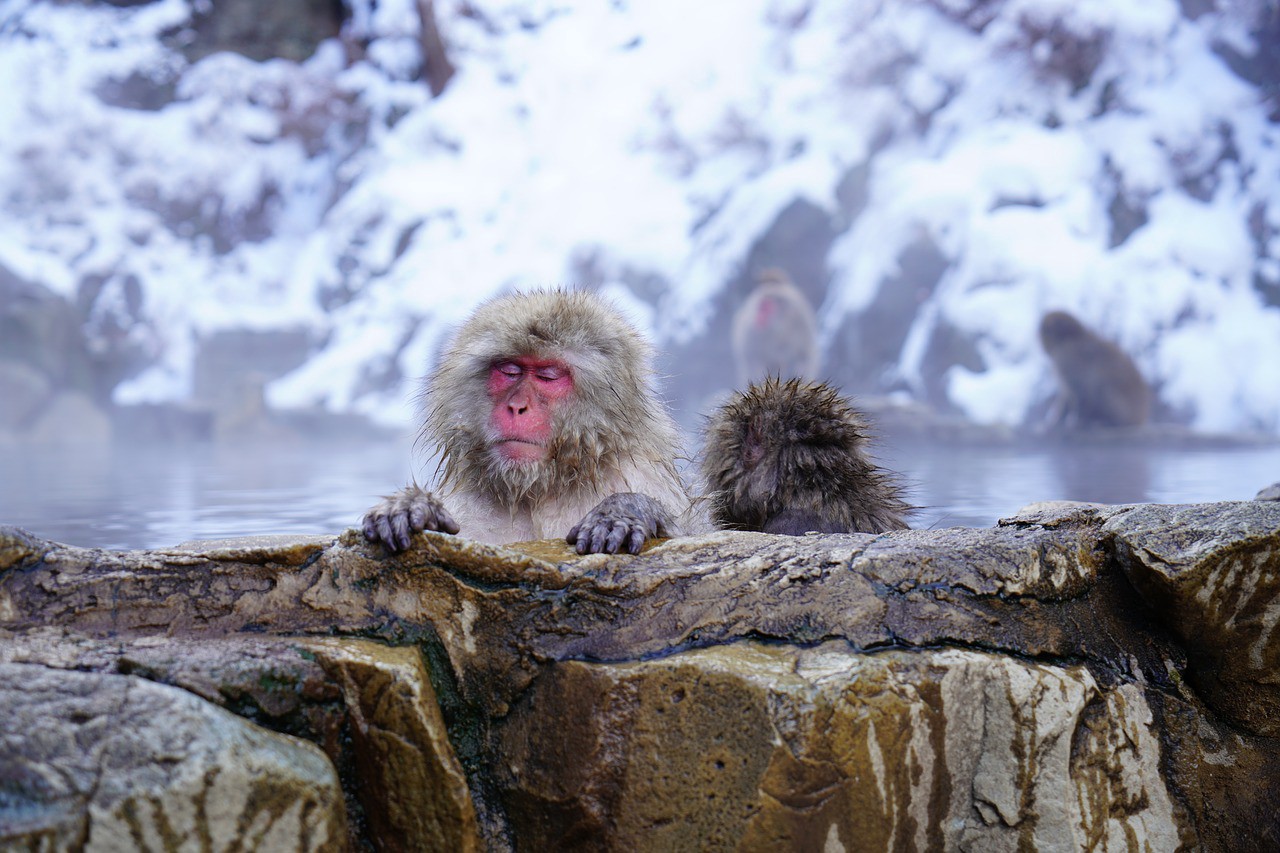 tokyo tourist attractions in winter