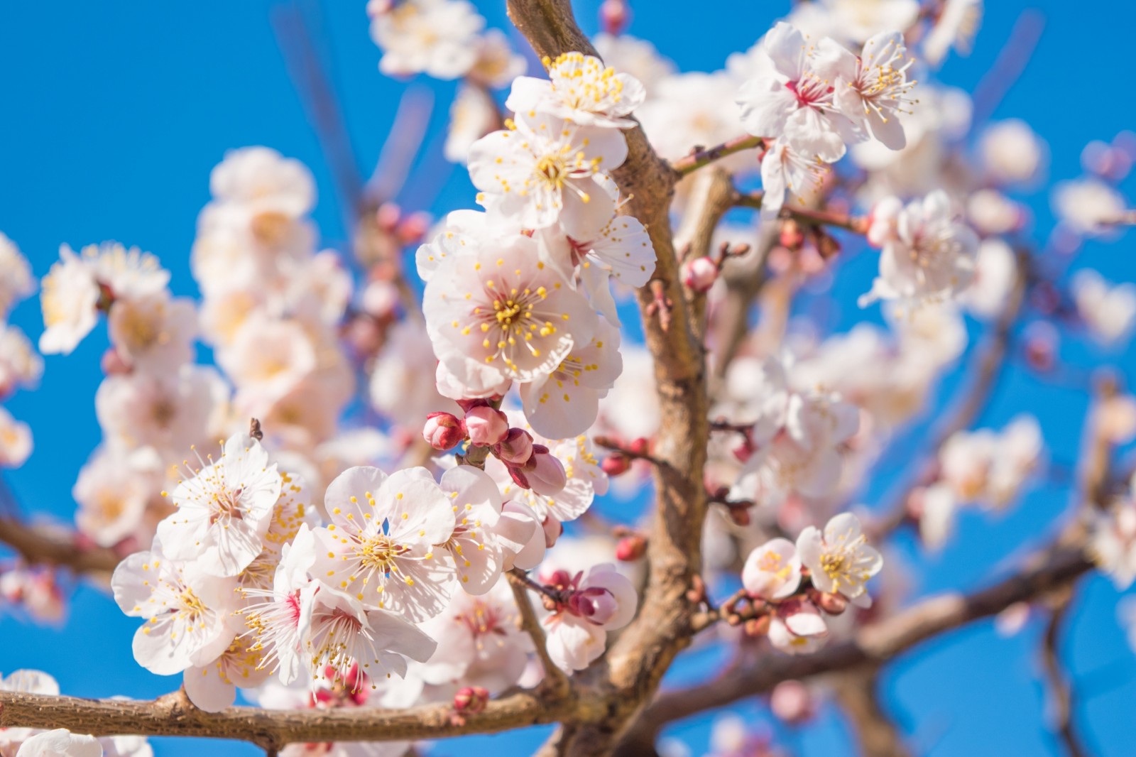 Weather In Tokyo In February 2024 - Kalie Marilin