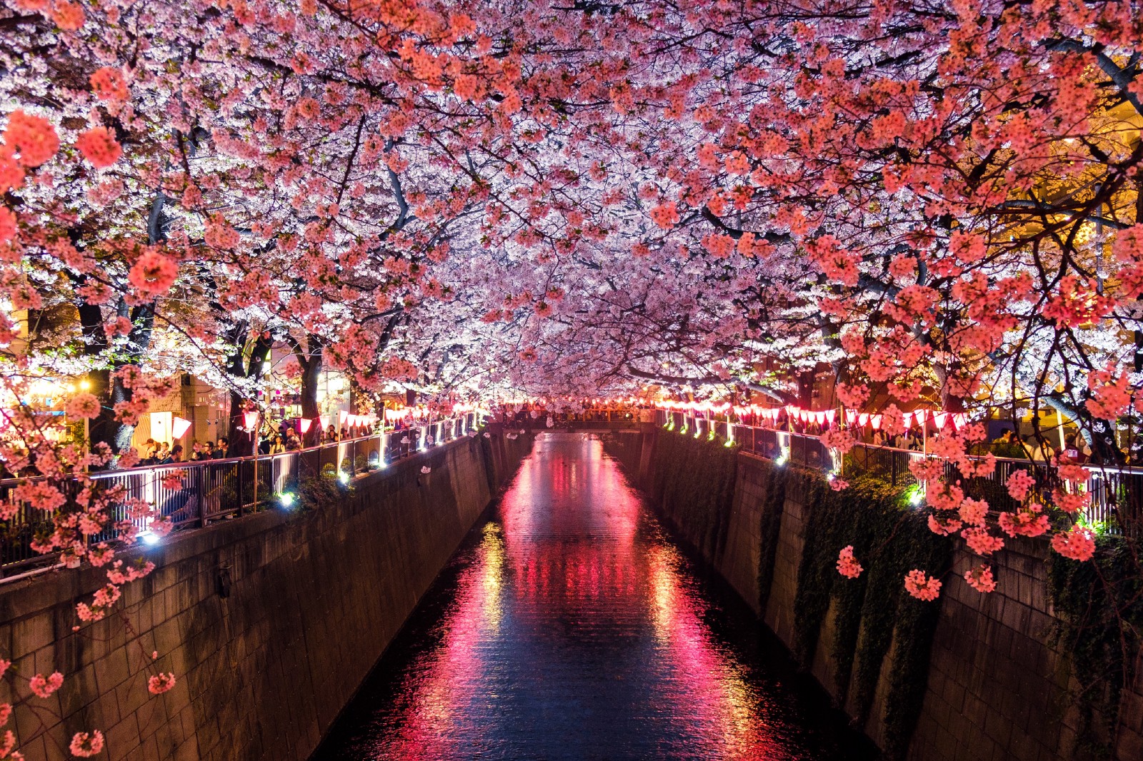 15 Best Places To See Cherry Blossoms In Tokyo 2021 Japan Web Magazine