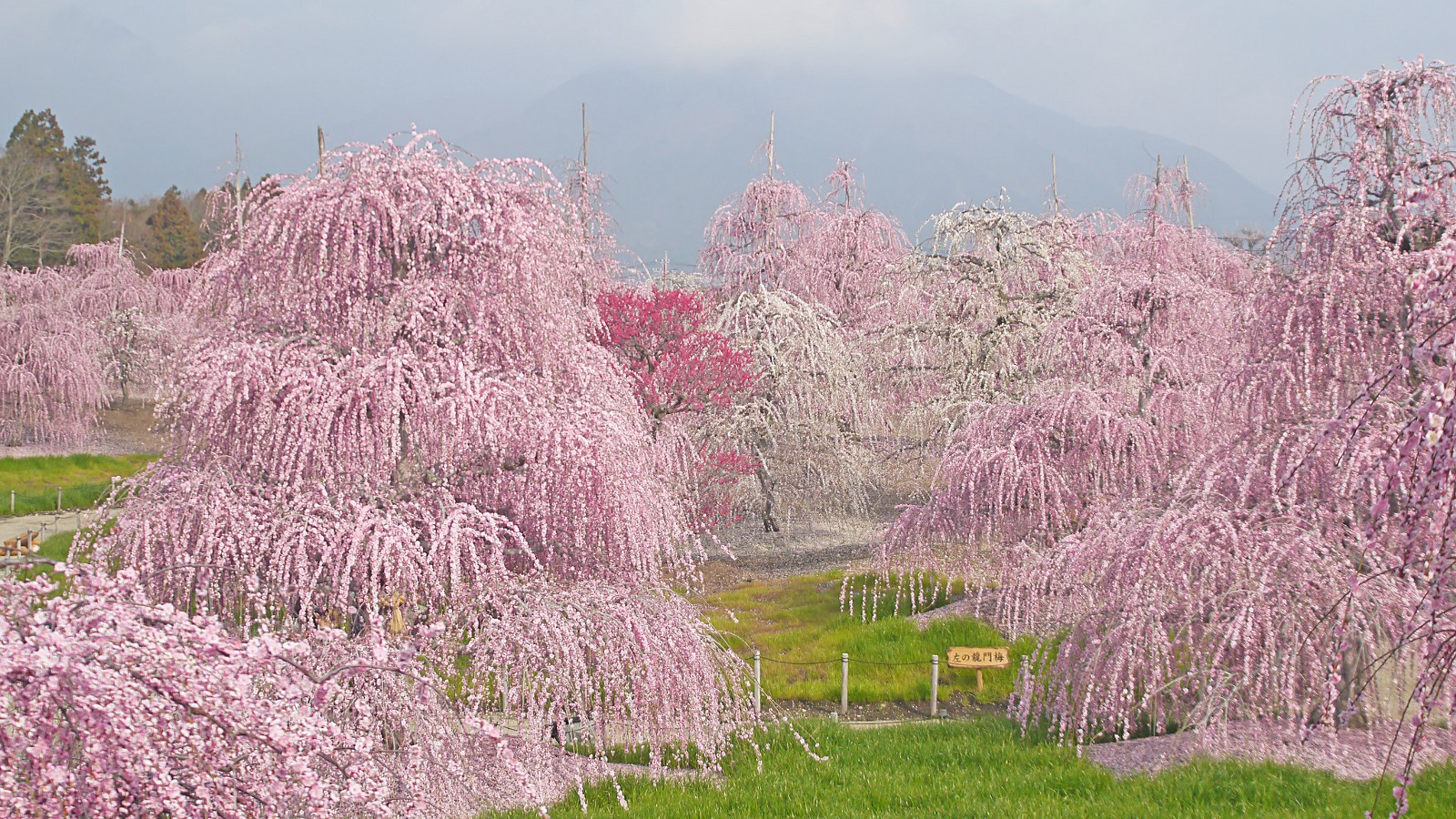 Japan Cherry Blossom 2020 Forecast