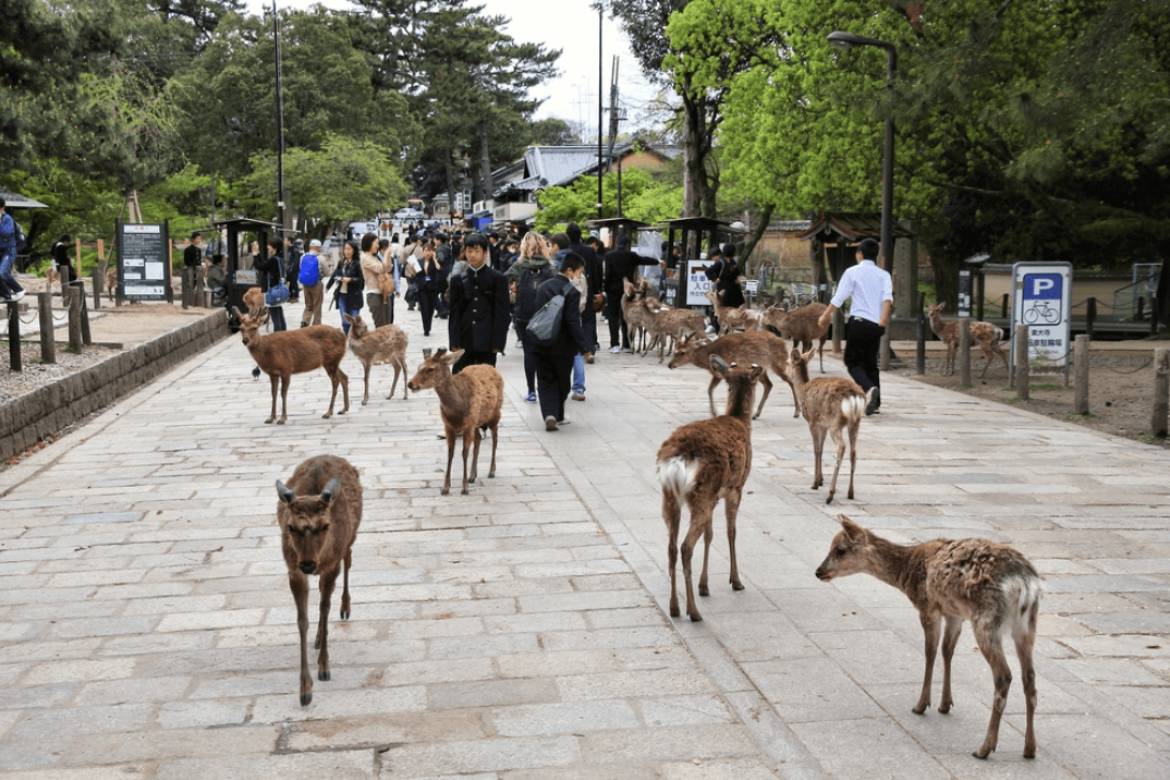 8 Best Things to Do in Kyoto with Kids - Japan Web Magazine