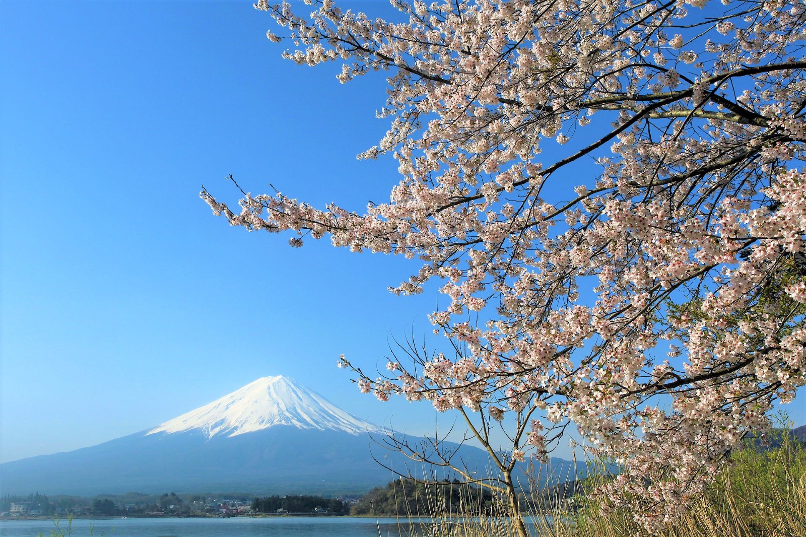 Fuji Kawaguchiko Cherry Blossom Festival 2024 Japan Web Magazine