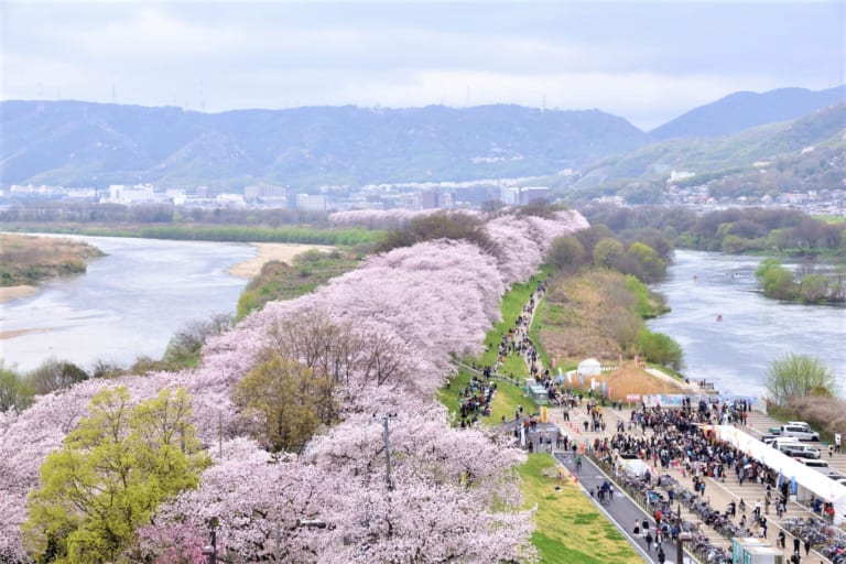 Yodogawa Riverside Park: Stunning Sakura Tunnel in Kyoto