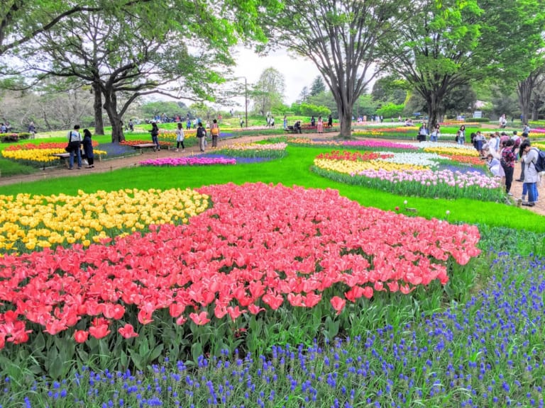 Showa Memorial Park : Best Flower Park in Tokyo