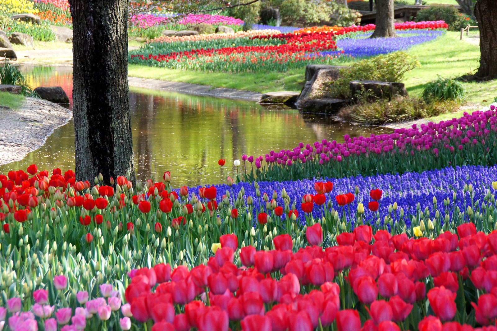 showa memorial park : best flower park in tokyo - japan web magazine