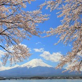 Fuji Kawaguchiko Cherry Blossom Festival