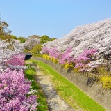 昭和紀念公園：東京最佳花卉公園
