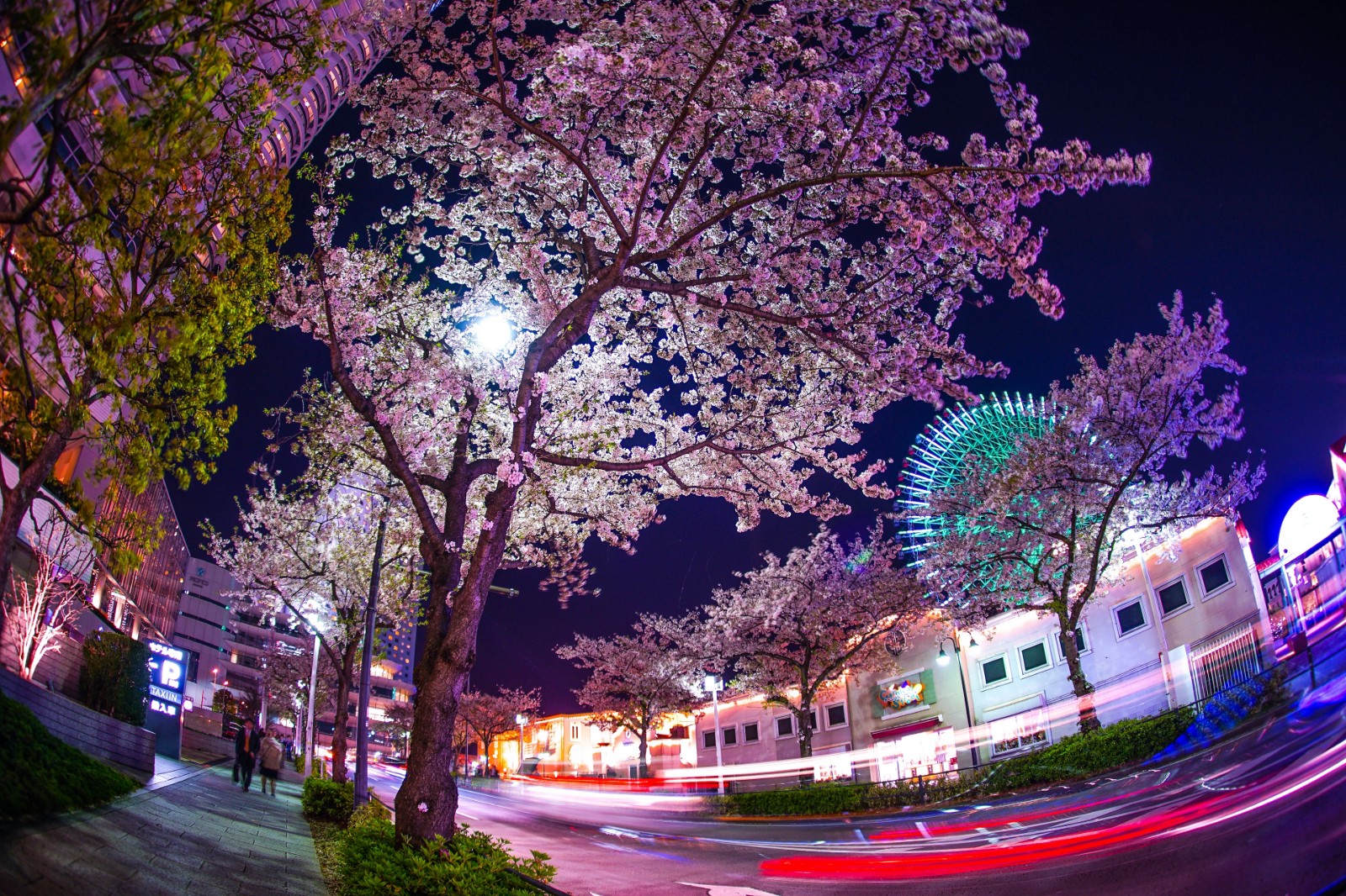 Best Places To See Cherry Blossoms In Yokohama 21 Japan Web Magazine