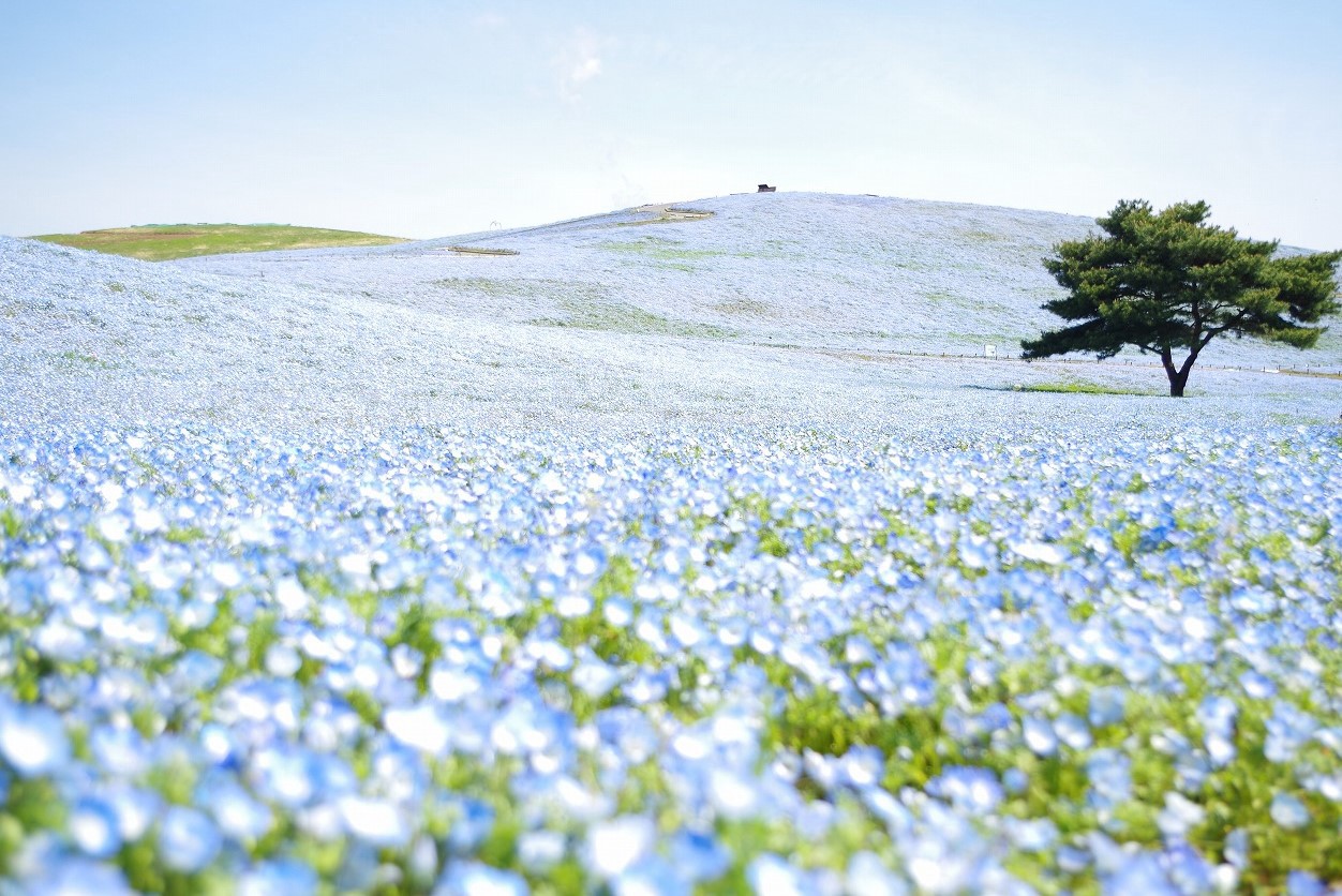 tokyo travel in may