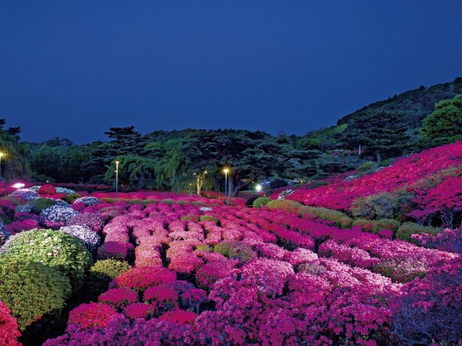 Komuroyama Park Azalea Festival 2023