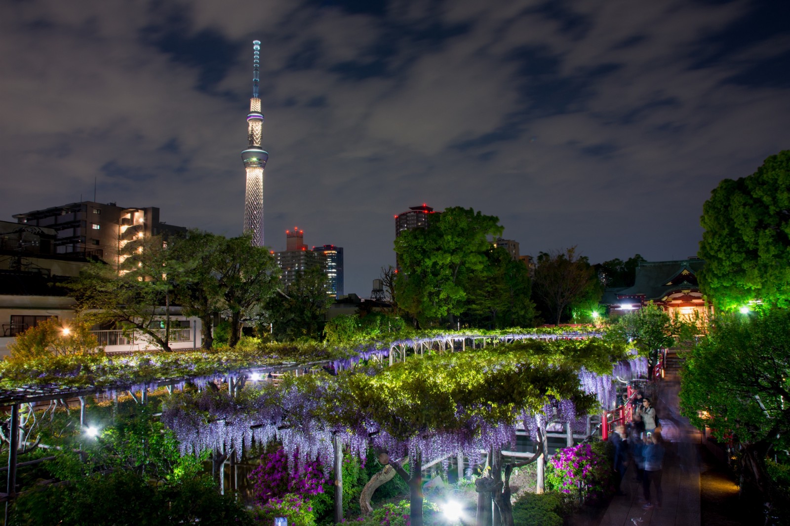 Kameido Tenjin Shrine Wisteria Festival