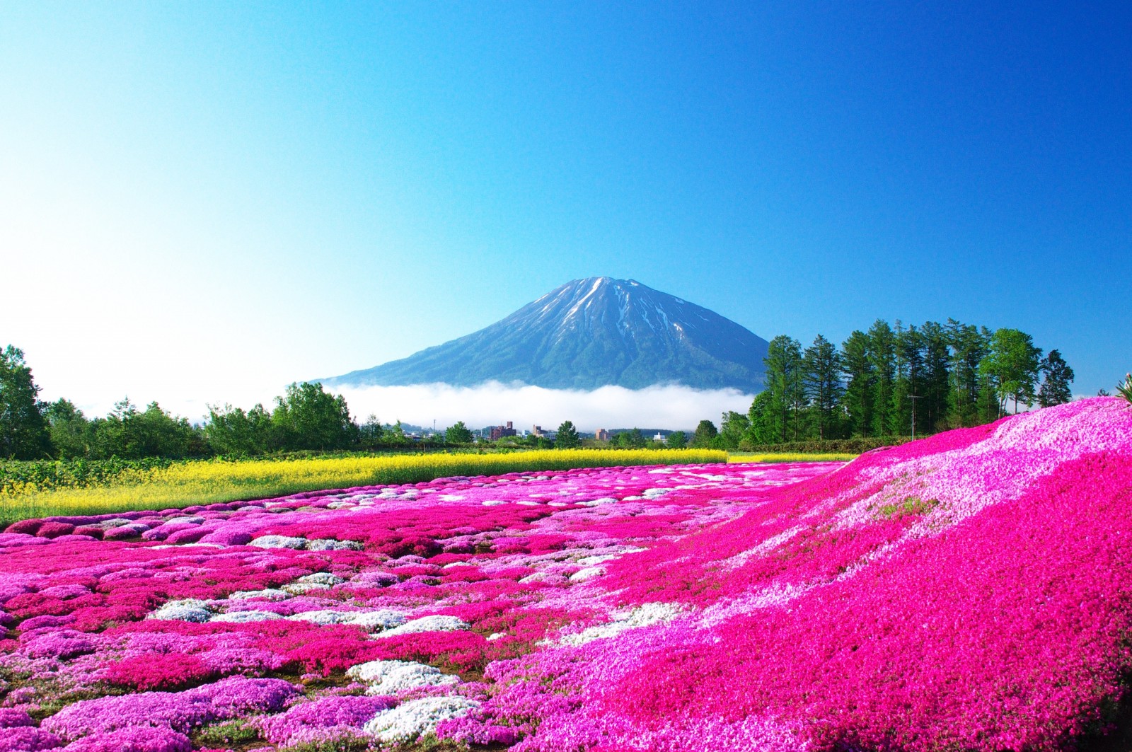 Best Shibazakura Spots In Hokkaido 21 Japan Web Magazine