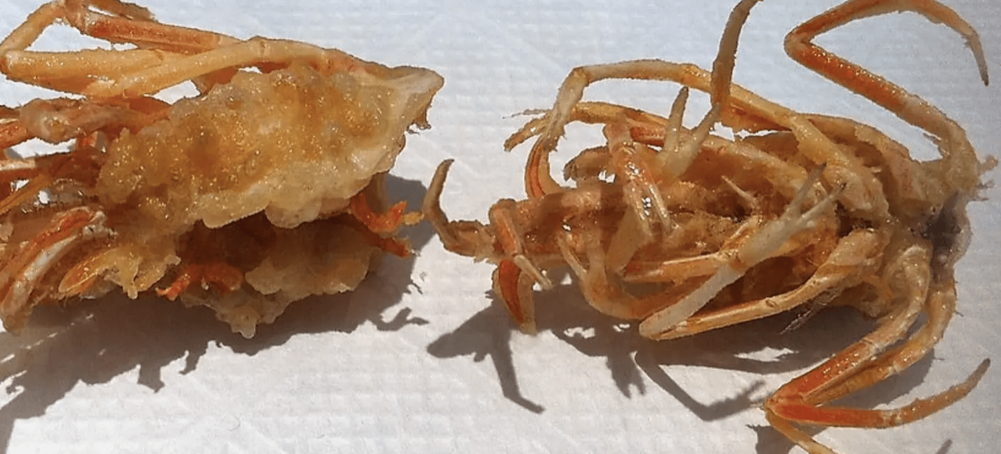 Fried shrimps Tempura