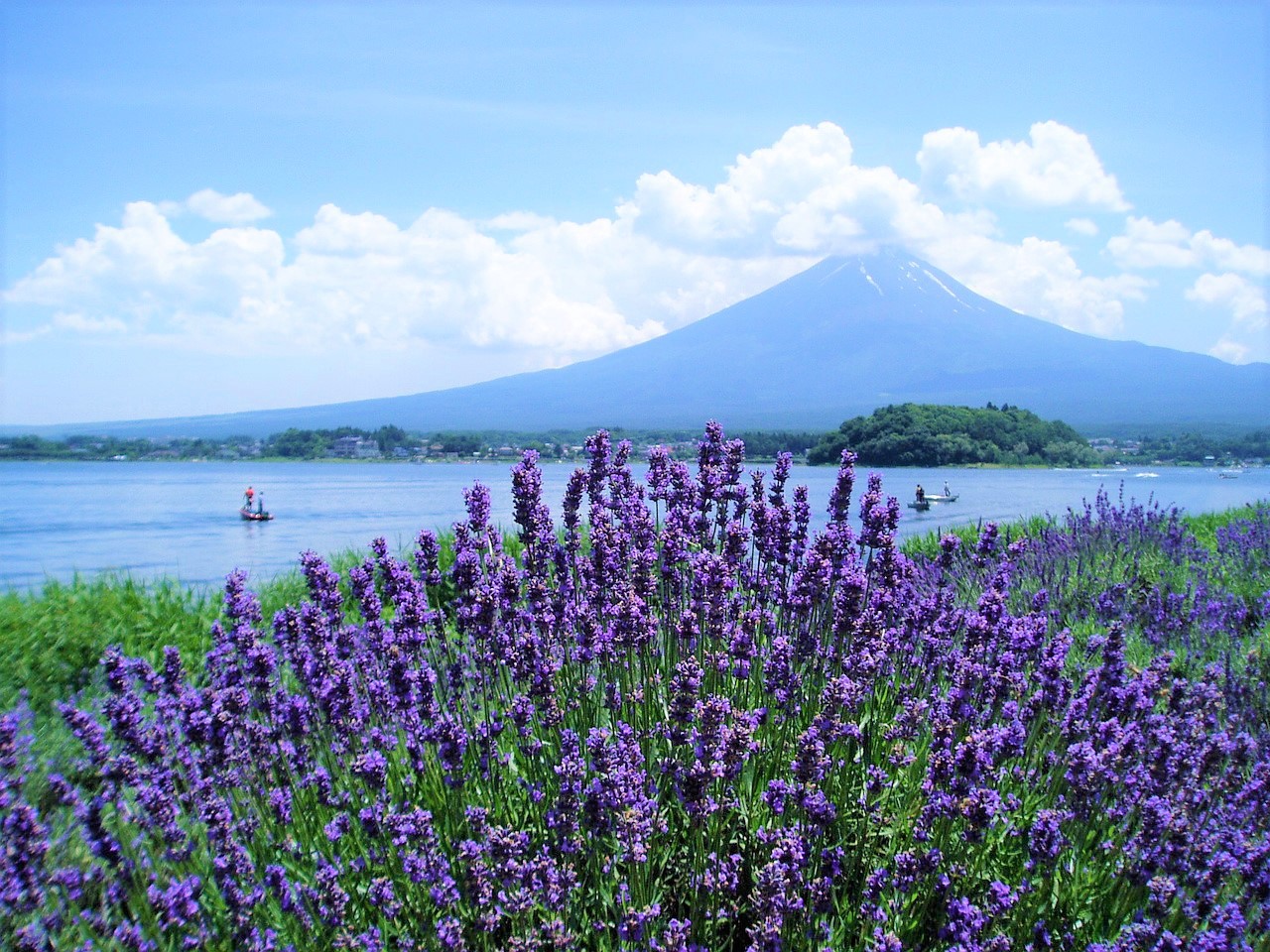 DU LỊCH NHẬT BẢN MÙA HOA LAVENDER