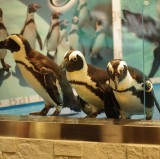 在東京池袋的酒吧看企鵝！