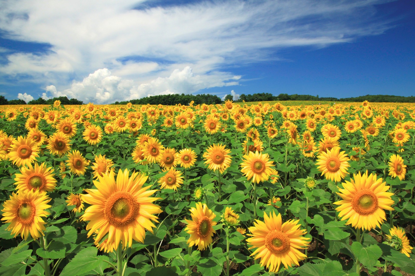 Best Sunflower Fields in Japan