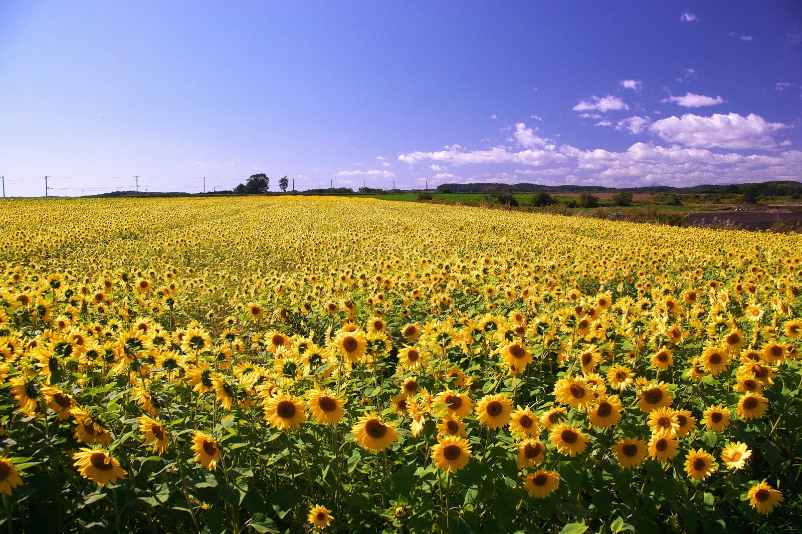 Best Sunflower Fields in Japan Japan  Magazine