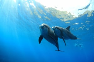 Mikurajima Island: Swim with Wild Dolphins in Tokyo!