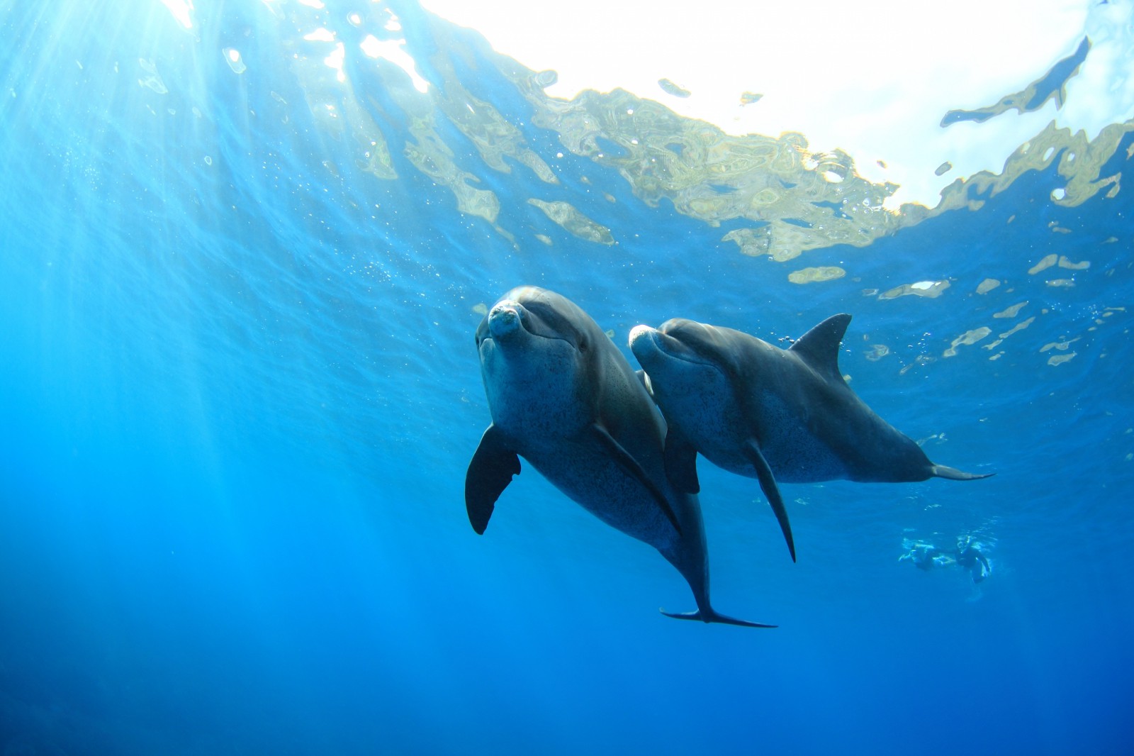 Swimming With Wild Dolphins