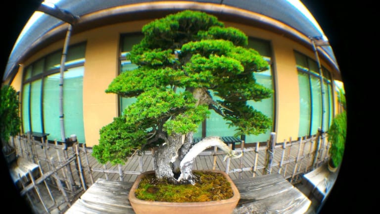 Guide to Omiya Bonsai Art Museum, Saitama