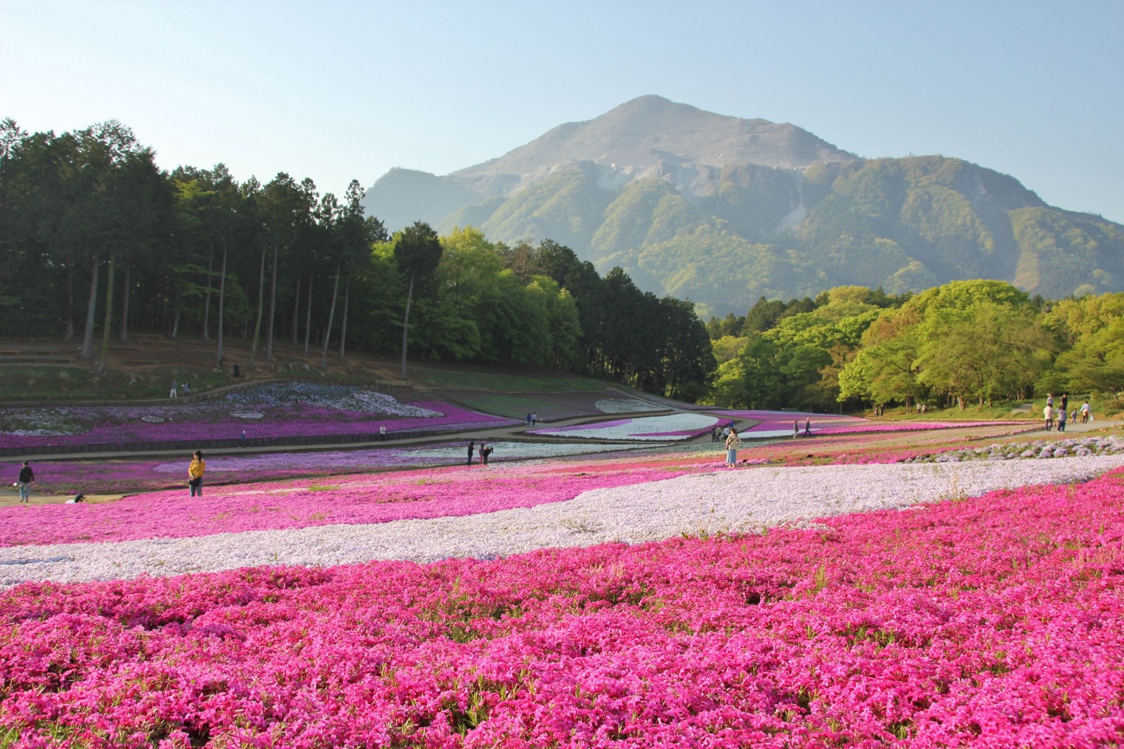 Shibazakura in Chichibu