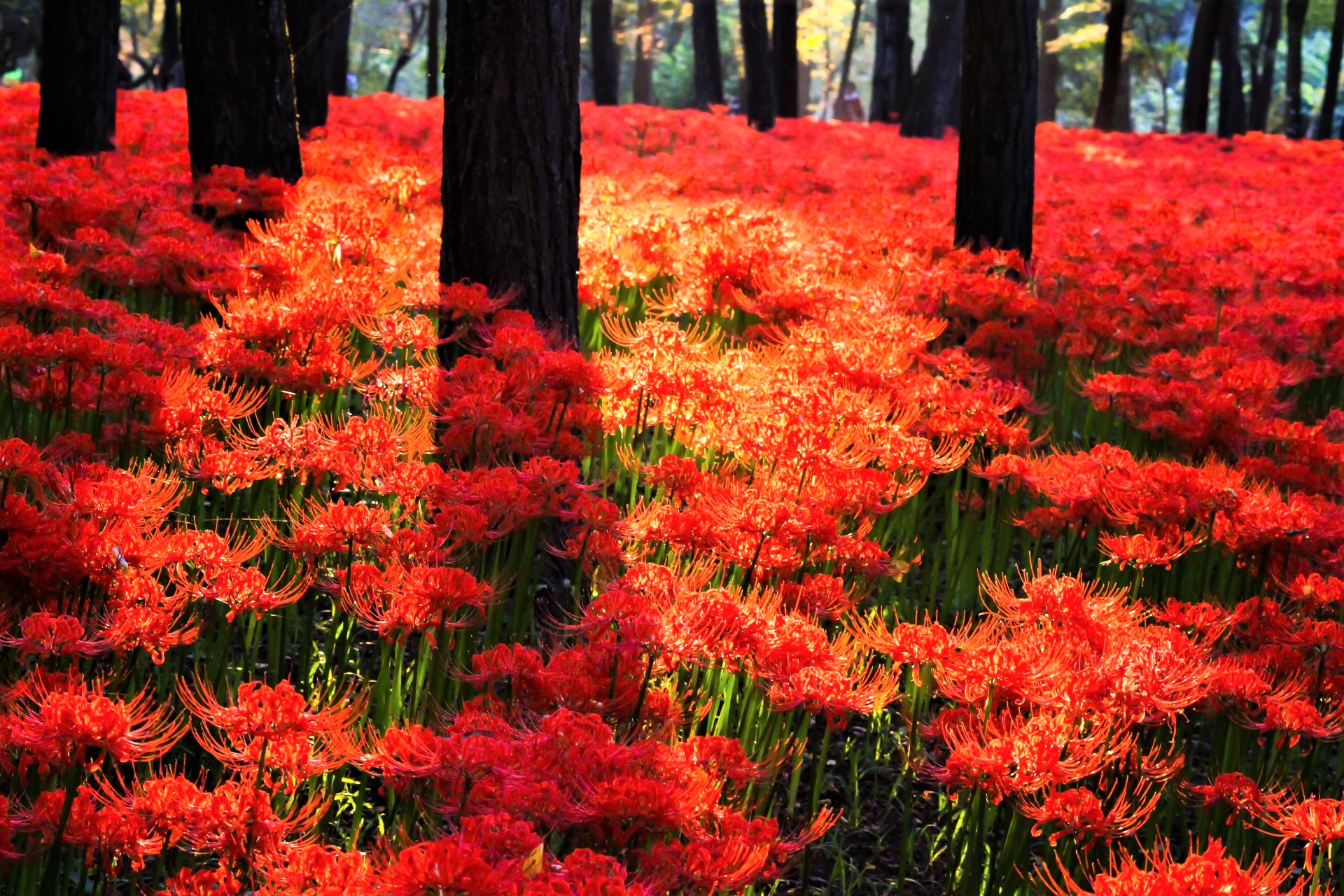 Kinchakuda Higanbana Fields Enjoy Fiery Red Flowers near Tokyo