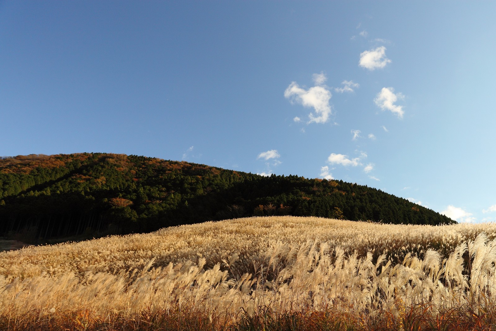 Sengokuhara Pampas Grass Field