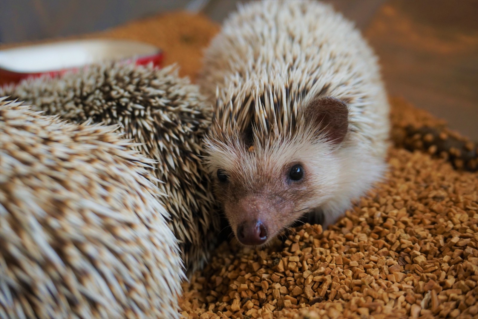 Famous Animal Cafe In Tokyo