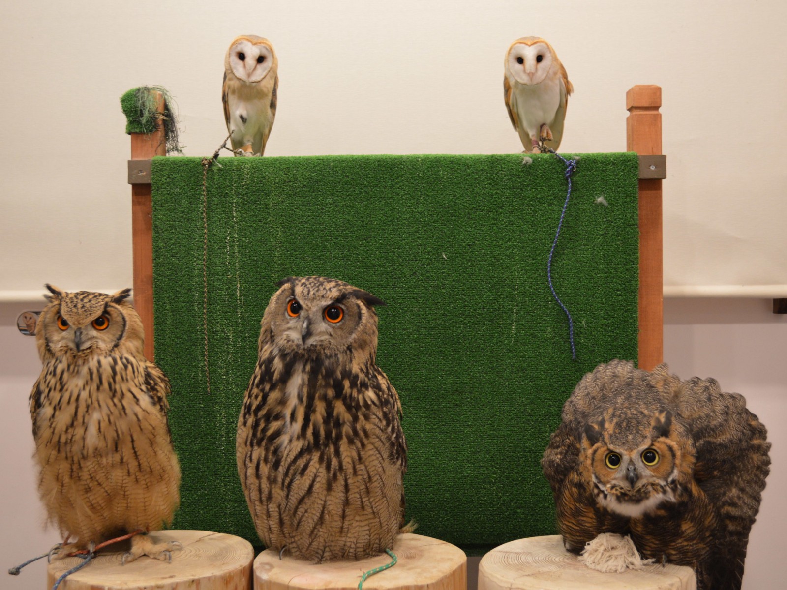 8 Best Animal Cafes In Tokyo Japan Web Magazine