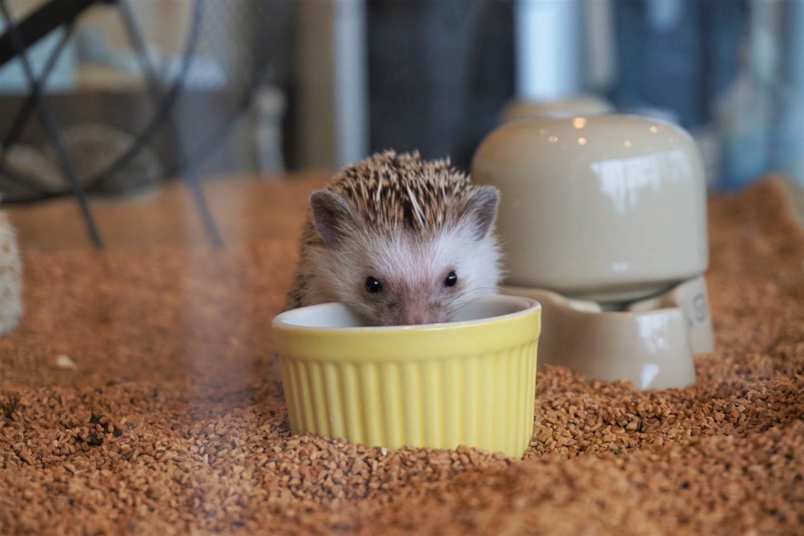 A little hedgehog eating food