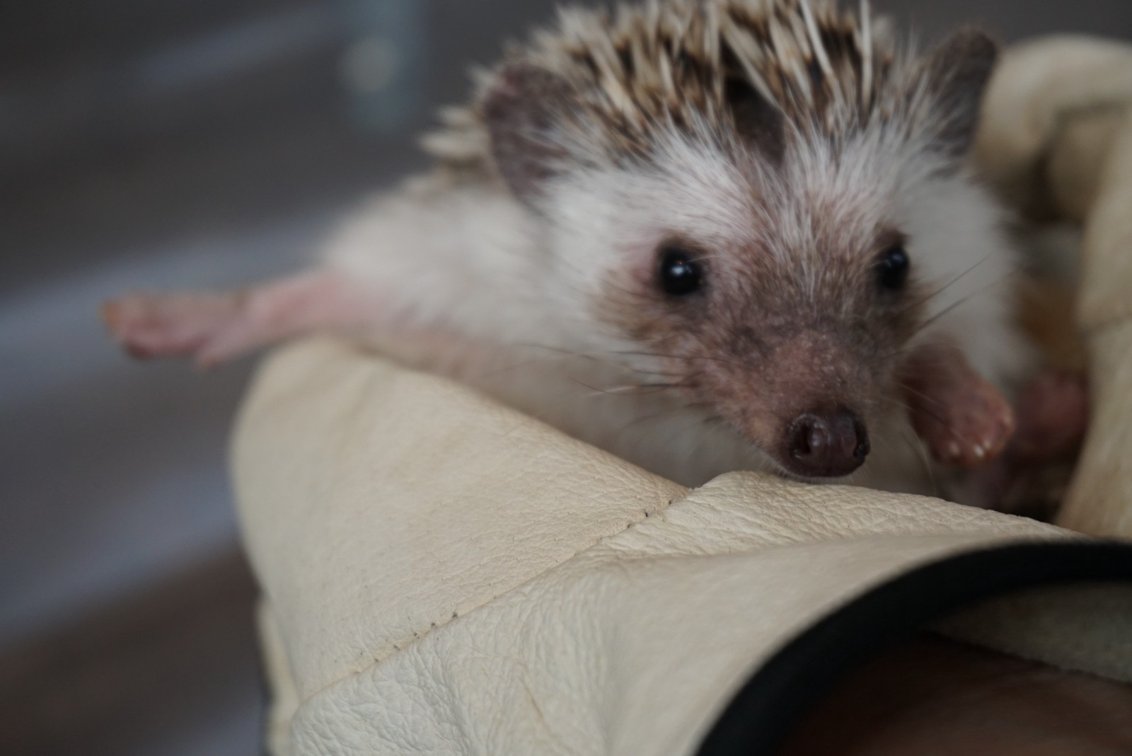 Holding a super cute hedgehog in hands