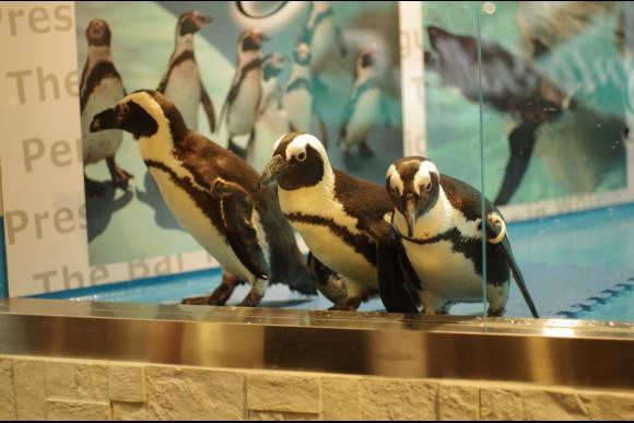3 Penguins at Penguin Bar in Tokyo