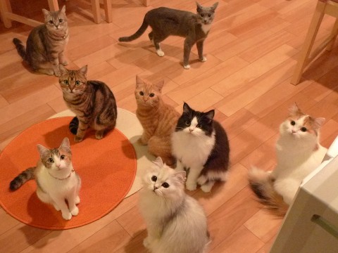 8 Best Animal Cafes in Tokyo - Japan Web Magazine