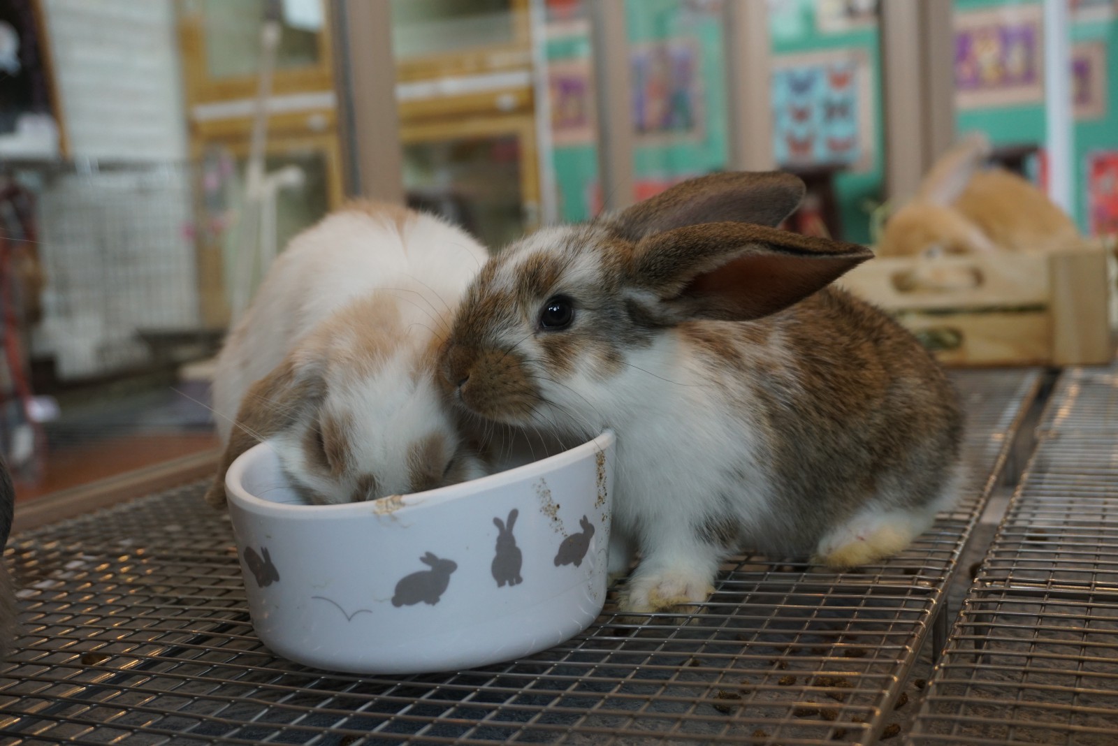 Fluffy bunnies eating their food at Mr Bunny